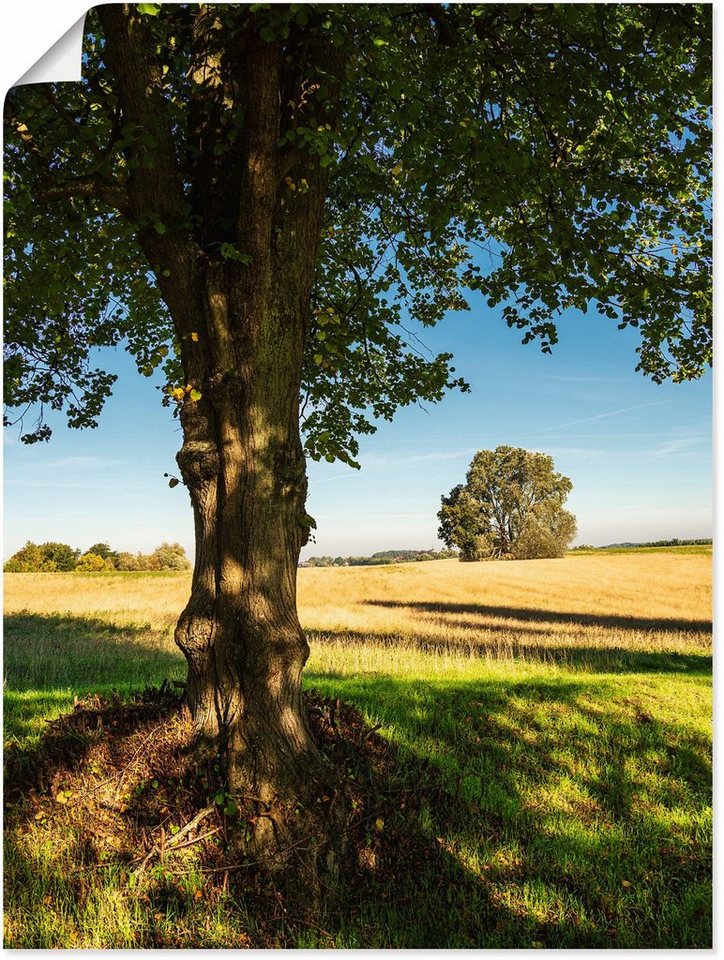 Artland Wandbild Feld und Bäumen bei Hohen Demzin, Felder (1 St), als  Alubild, Leinwandbild, Wandaufkleber oder Poster in versch. Größen