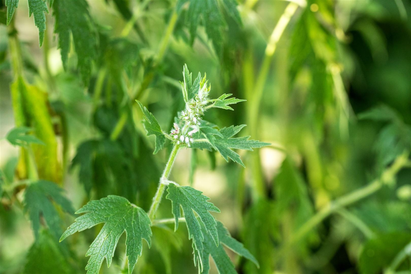 Pflanzen für Dich Staude Leonurus cardiaca, 1 St., Herzgespann, Löwenschwanz, Herzgold, Herzspannkraut