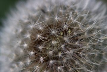 Gedankenwunder Manufaktur Armband Armband Pusteblume Glaskugel