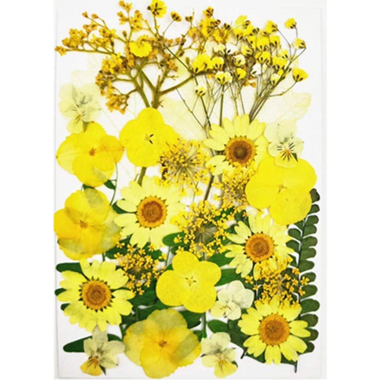Trockenblume Getrocknete Blüten gemischt Gelb Deko Basteln DIY, LuxusKollektion, Höhe 0.5 cm