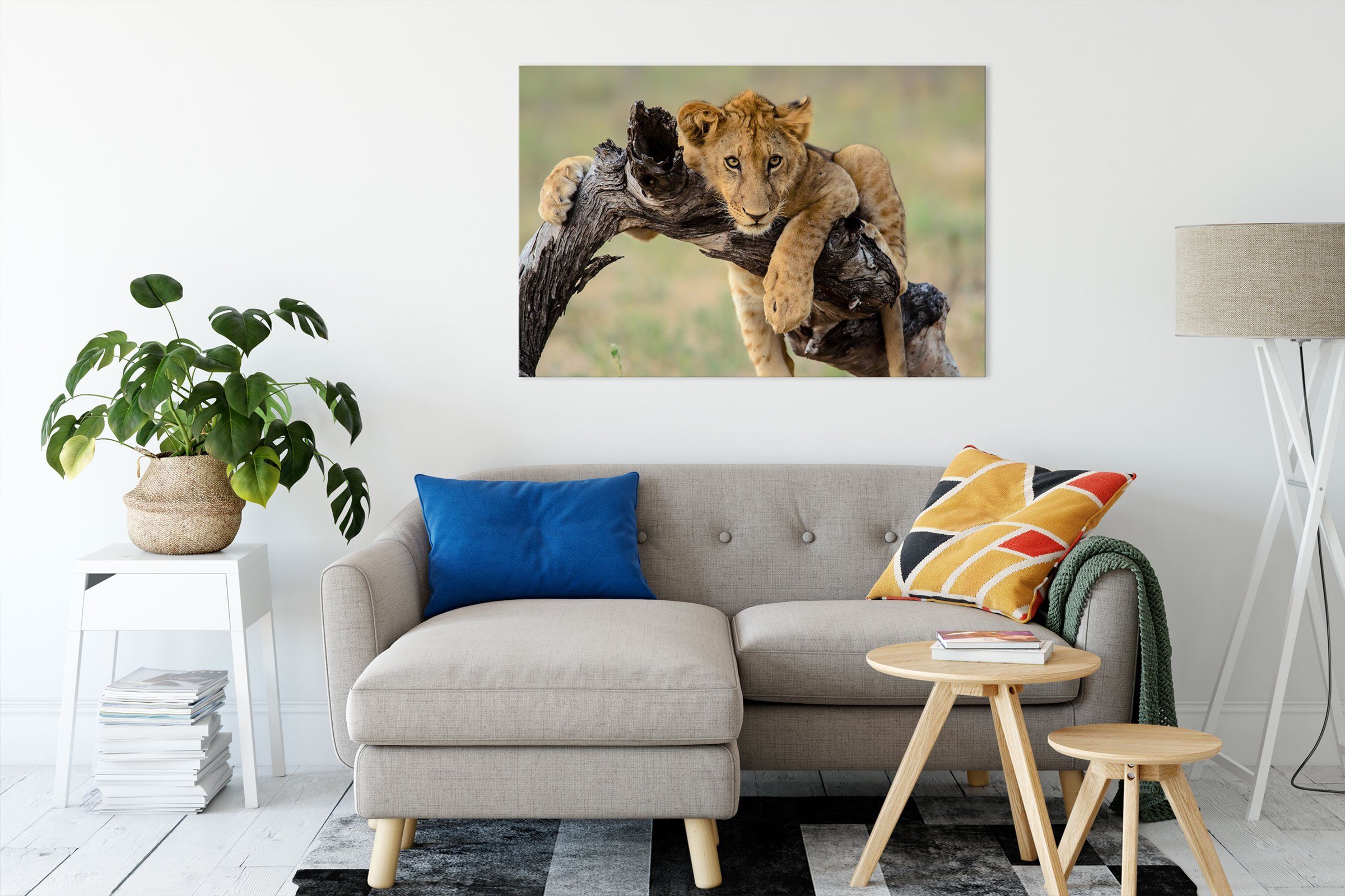 Pixxprint Leinwandbild Junger Löwe in der günstig online kaufen