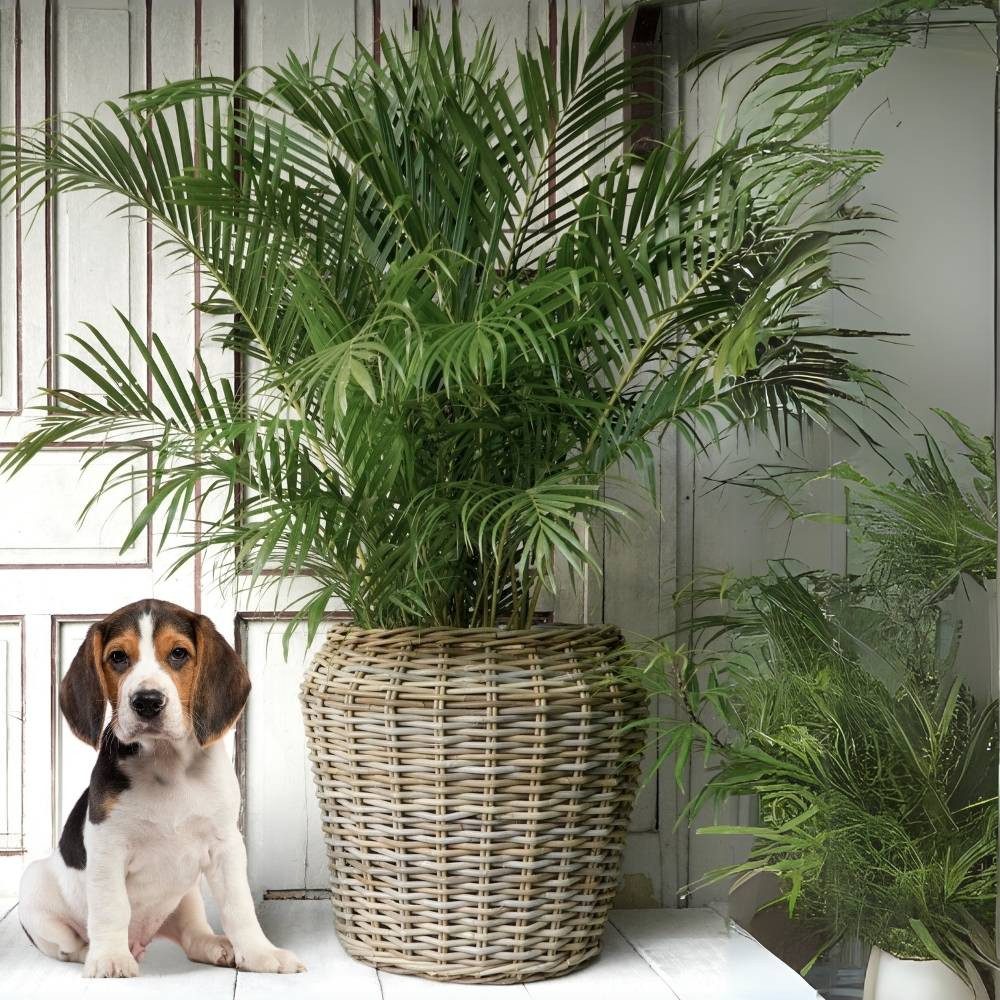 LebensWohnArt Dekokorb Pflanzkorb BÜSUM Natural Grey ca. 50cm Natur-Rattan günstig online kaufen