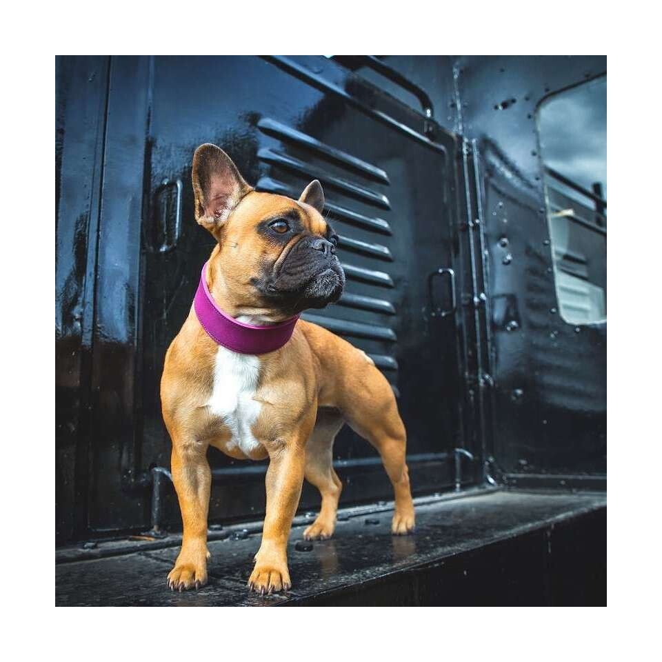 Das Lederband Hunde-Halsband Hundehalsband Weinheim Violet