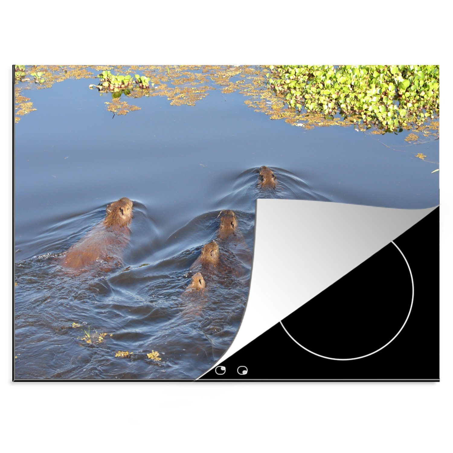 MuchoWow Herdblende-/Abdeckplatte Eine Capibara-Familie im Wasser in der Nähe der Lodge am Passo do, Vinyl, (1 tlg), 70x52 cm, Mobile Arbeitsfläche nutzbar, Ceranfeldabdeckung