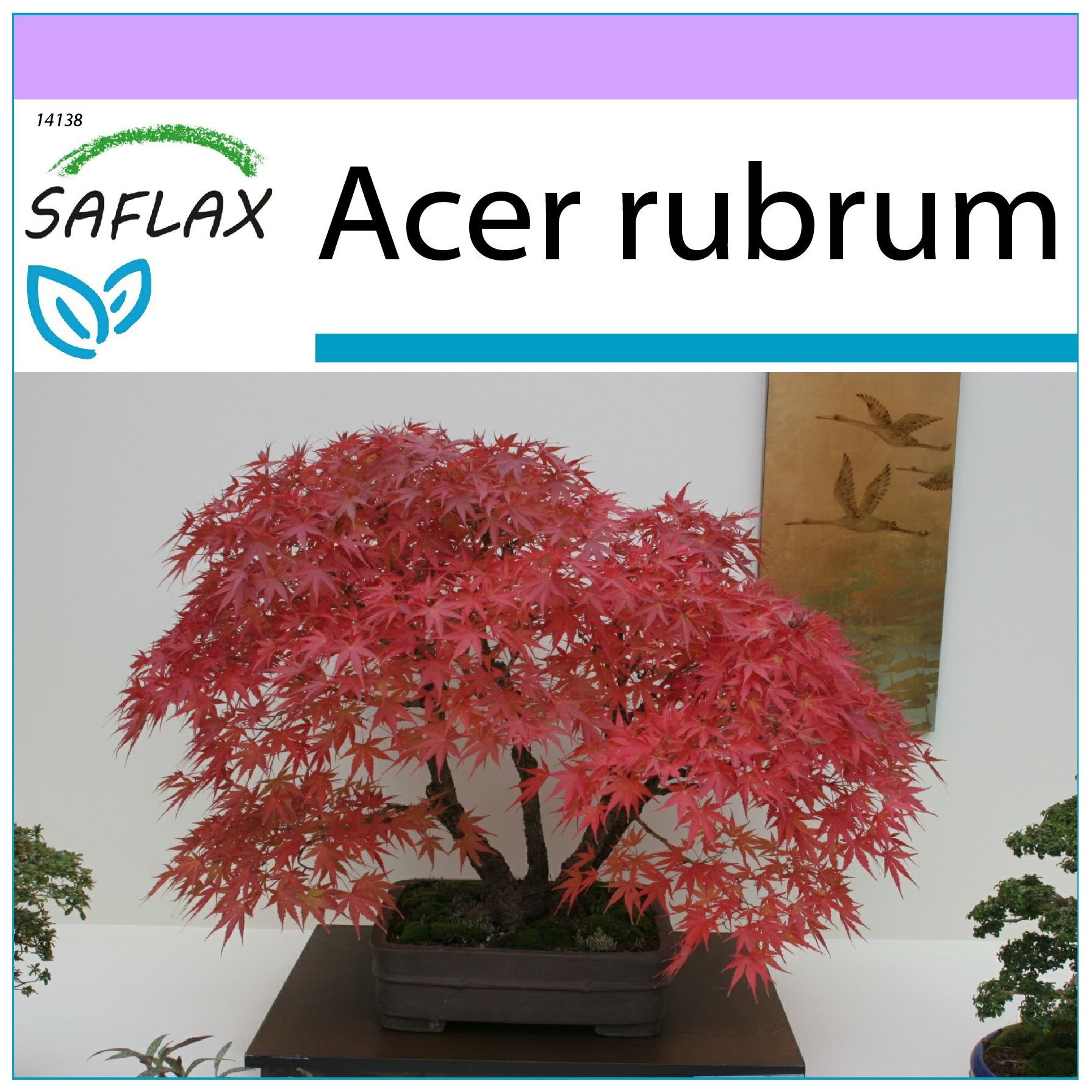 SAFLAX Blumensamen SAFLAX - Samen - Rotahorn – Bild 4 von 5