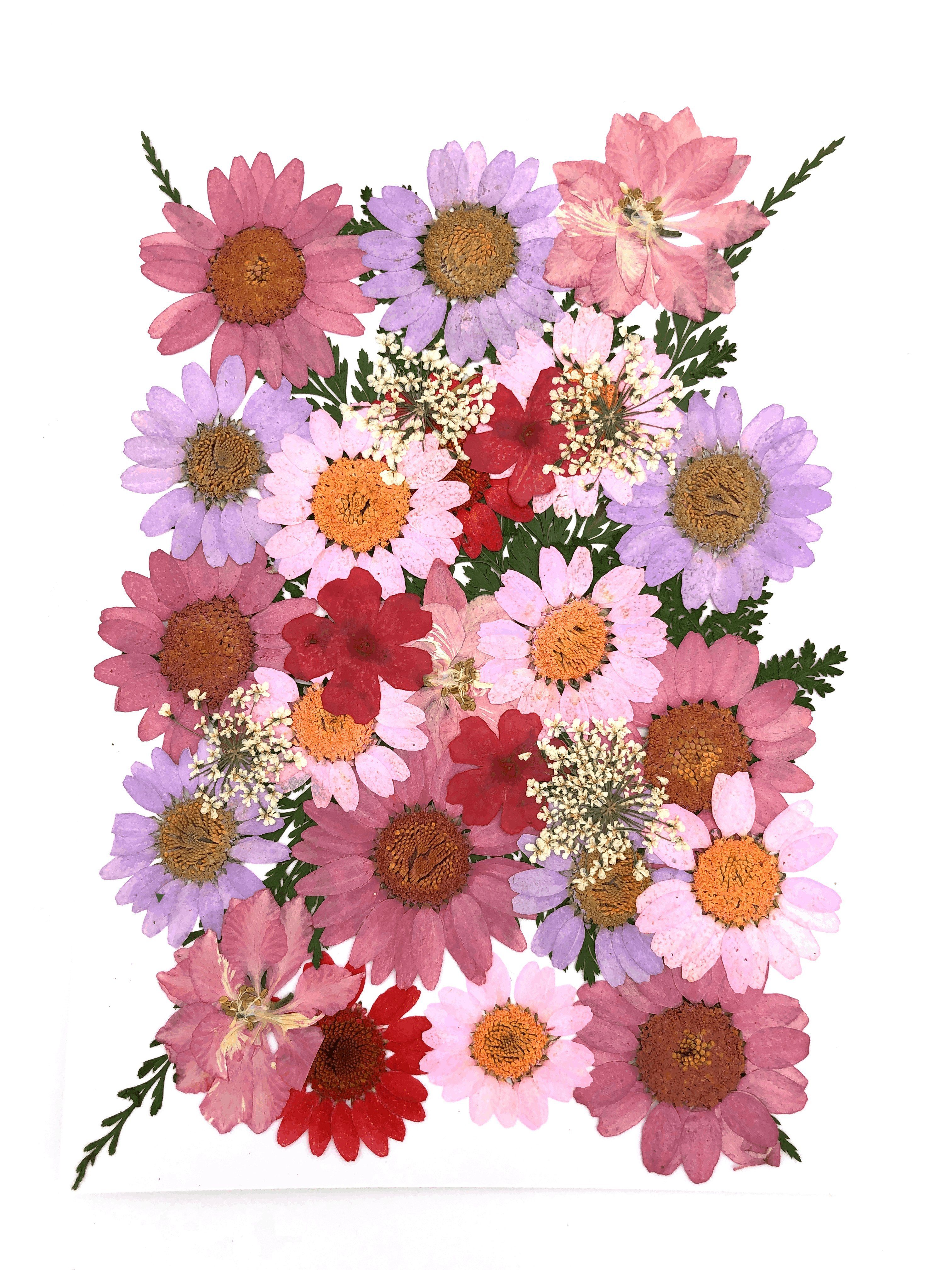 Trockenblume Gepresste Blumen und Blüten in vielen Farben - Pink, Kunstharz.Art