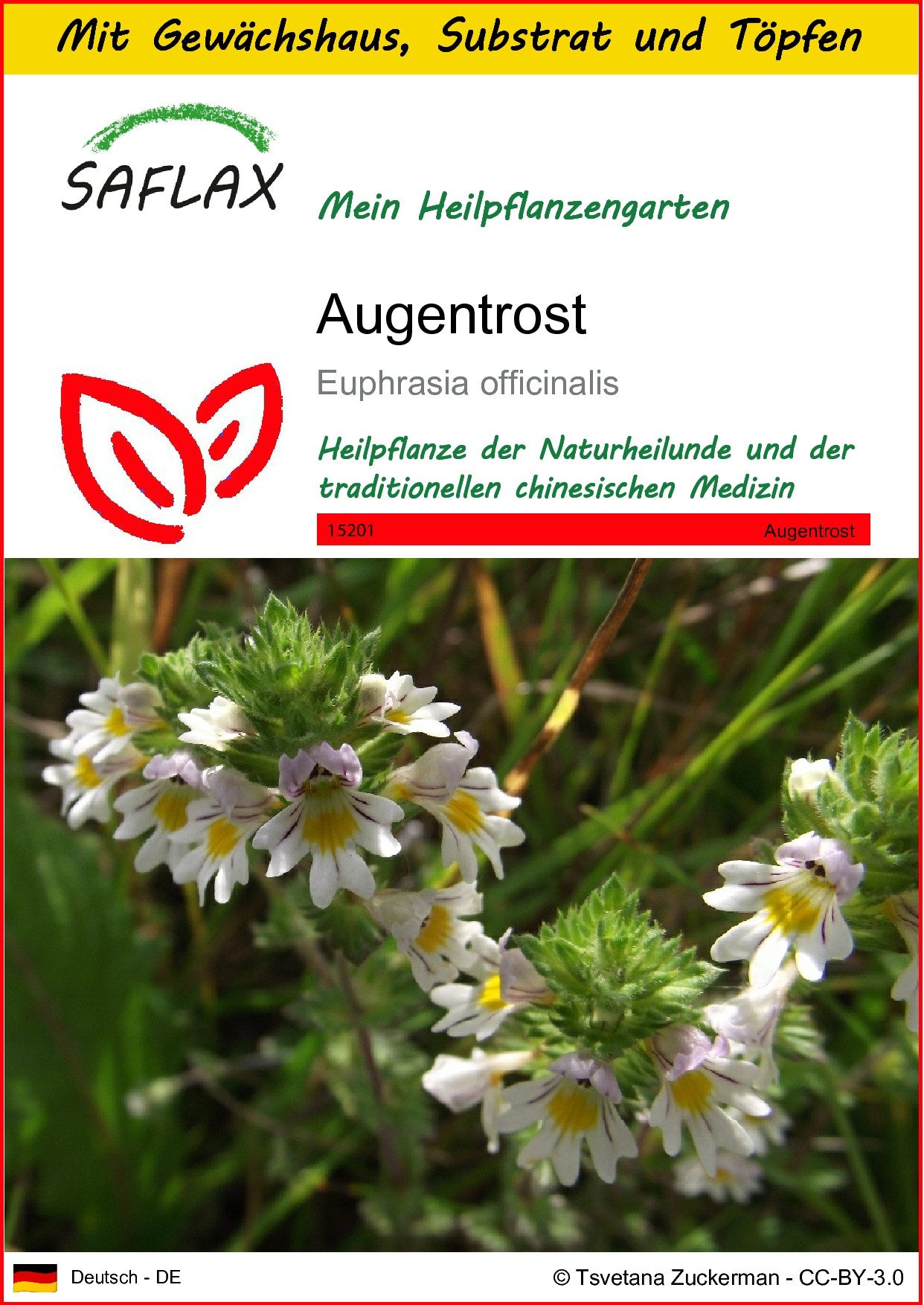 Blumensamen SAFLAX - Anzuchtset - Augentrost