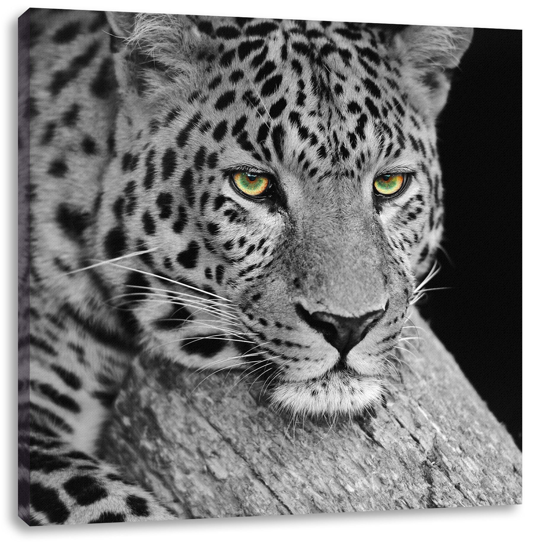 Pixxprint Leinwandbild ruhender Leopard, ruhender Leopard (1 St), Leinwandbild fertig bespannt, inkl. Zackenaufhänger