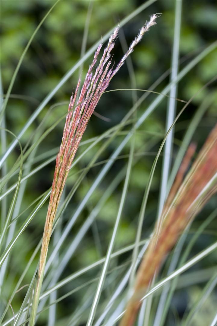 Pflanzen für Dich Gräser Miscanthus sinensis 'Kleine Silberspinne', 1 St., Chinaschilf, Silbergras, silbrig, kompaktwachsend