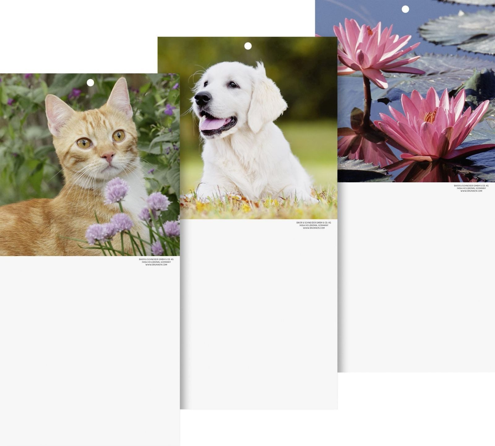 BRUNNEN Abreißkalender Kalenderrückwand 15,5x29cm Tier- und Blumenmotive sortiert Packung mit