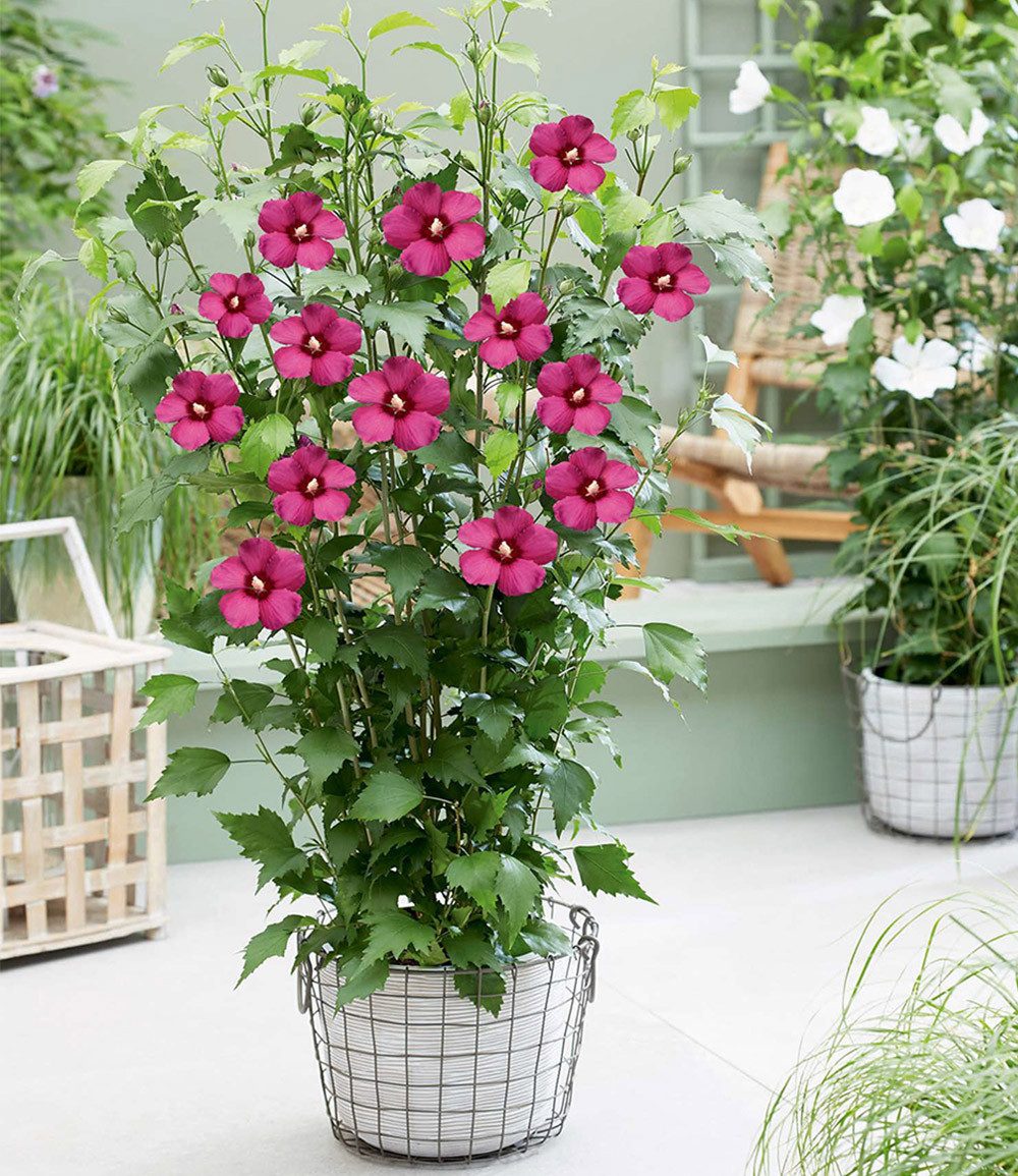 BALDUR Garten Zierstrauch Hibiskus 'Flower Tower Ruby®', 1 St., Bordeauxfarbenem,winterhart, lange Blütezeit