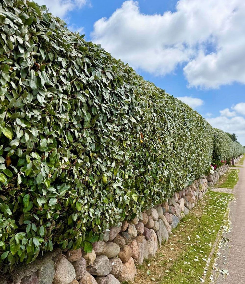 BALDUR Garten Hecken Immergrüne Ölweiden Hecke 'Compacta', 1 St., Ebbings-Ölweide, winterhart, glänzendes Laub, duftend, dichtwachsend