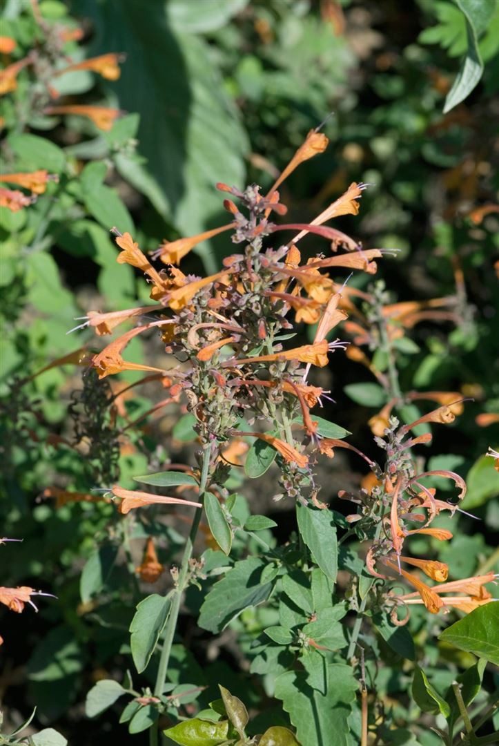 Pflanzen für Dich Staude Agastache rupestris, 1 St., Felsen-Anisysop, Duftnessel