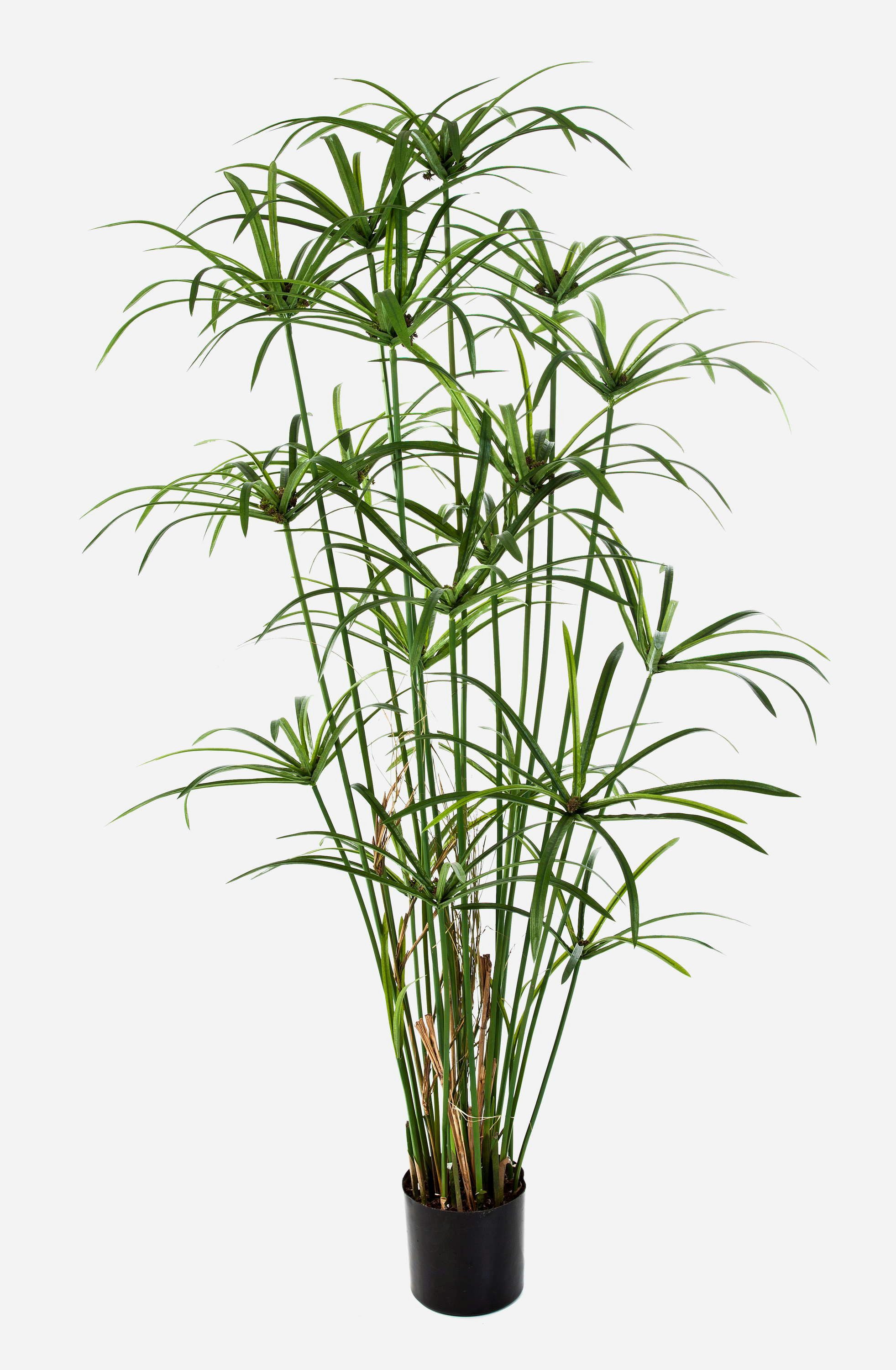 Kunstgras Kunstpflanze Papyrus Alby, grün, 155cm Cyperus (Zypergras), artplants, Höhe 155.0 cm