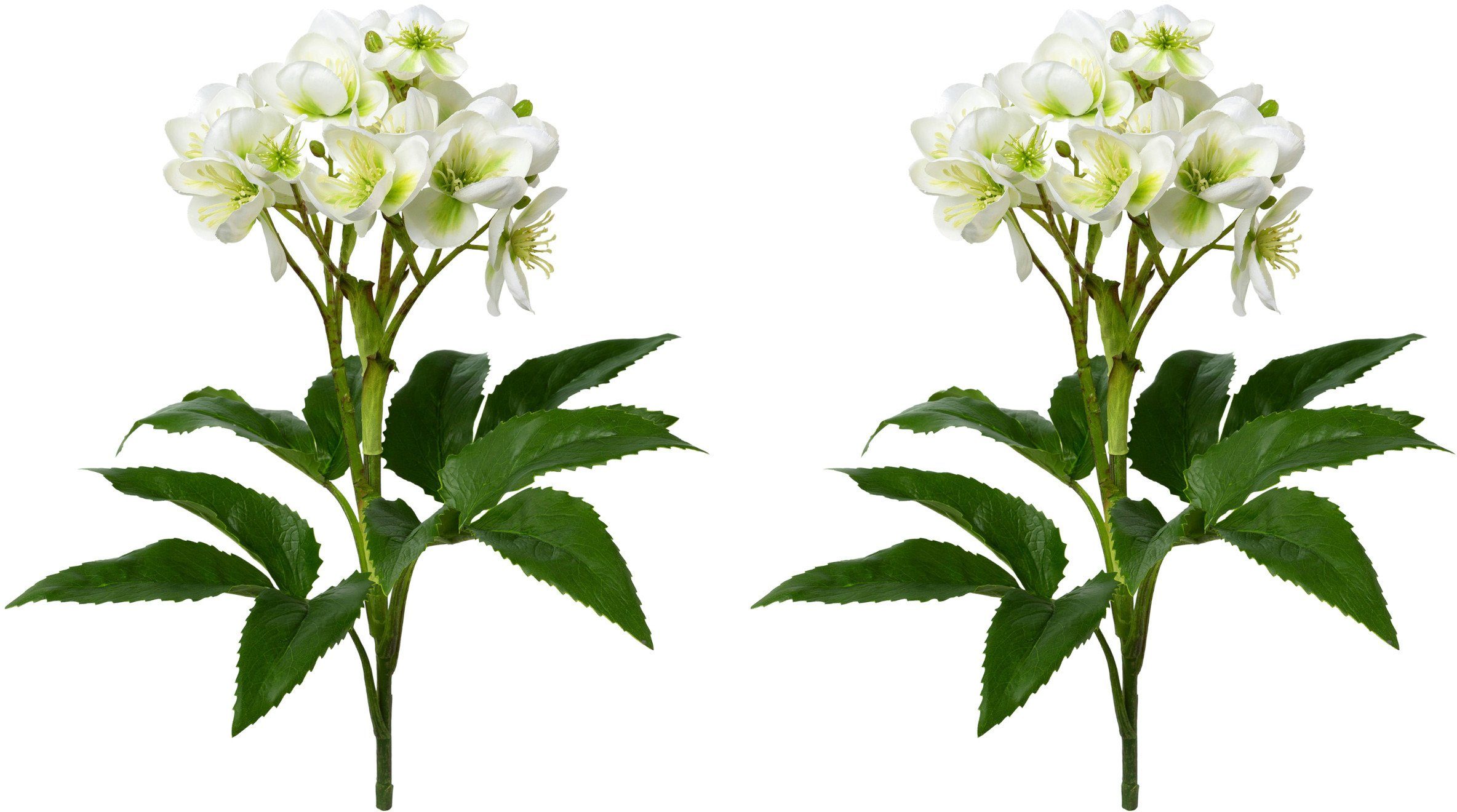 Winterliche Kunstpflanze Weihnachtsdeko Christrose, Creativ green, Höhe 60 cm, üppiges Blüten- und Blattwerk, 2er-Set