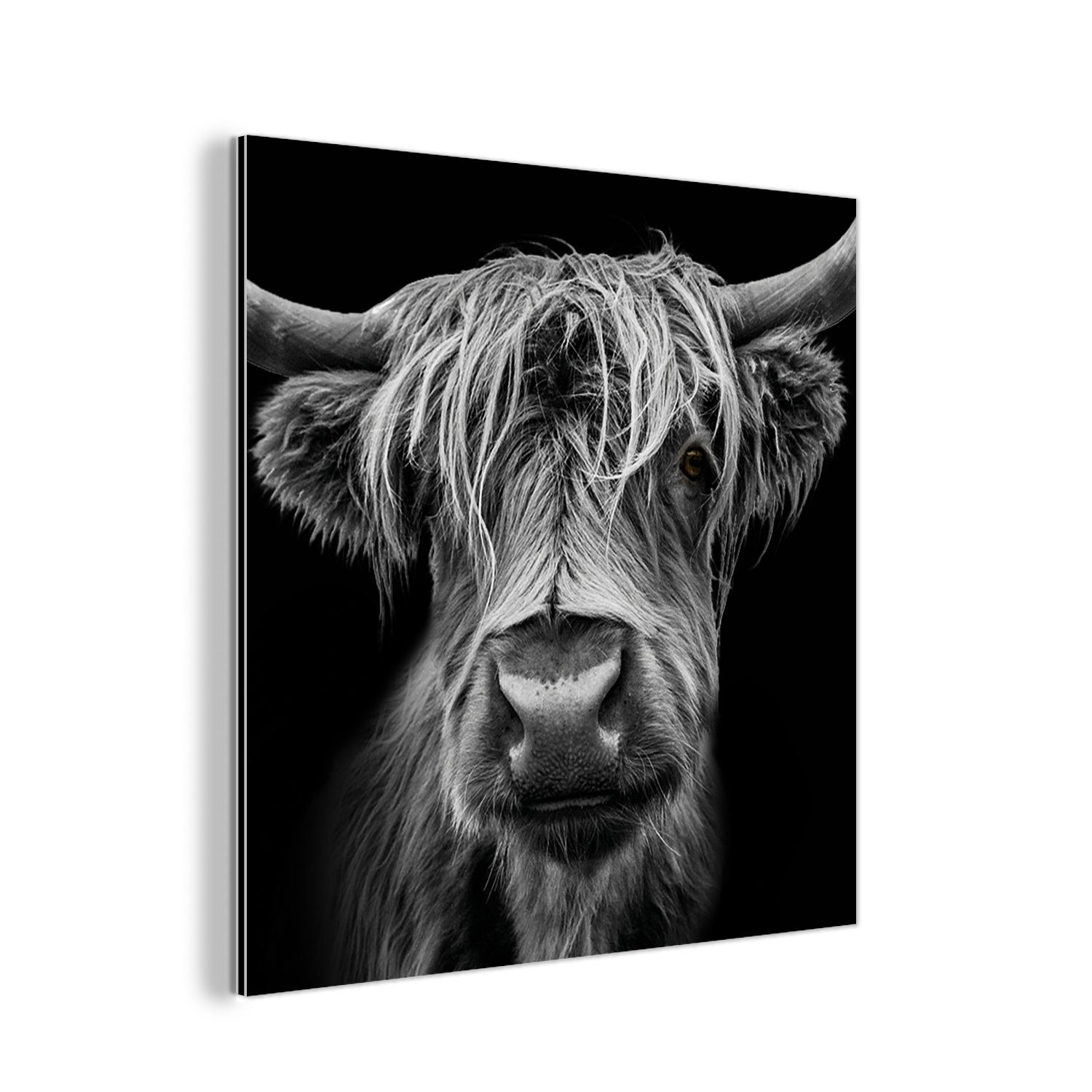 MuchoWow Metallbild Schottischer Highlander - Hörner - Schwarz - Weiß - Kuh - Wild - Tiere, (1 St), Alu-Dibond-Druck, Gemälde aus Metall, Aluminium deko