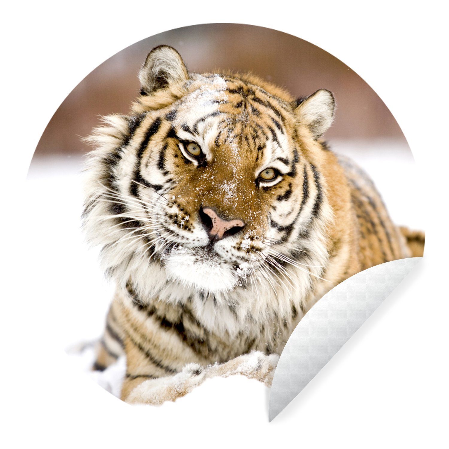 MuchoWow Wandsticker Amur-Tiger liegt im Schnee (1 St), Tapetenkreis für Kinderzimmer, Tapetenaufkleber, Rund, Wohnzimmer