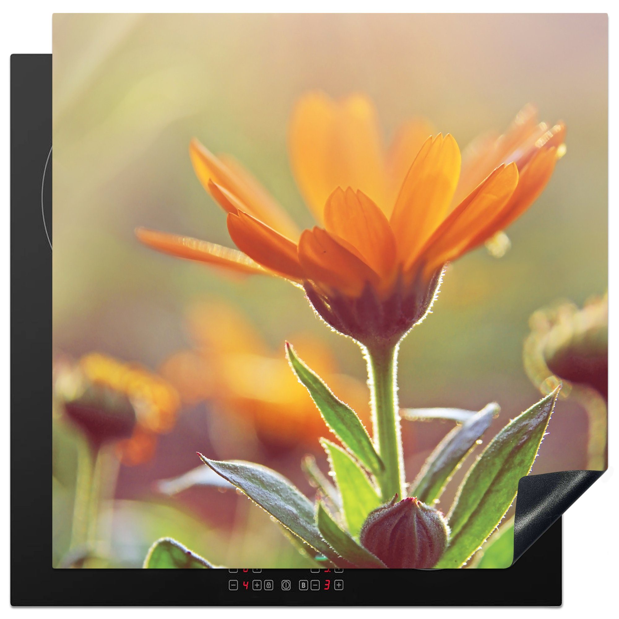 MuchoWow Herdblende-/Abdeckplatte Nahaufnahme einer Ringelblume in der Sonne, Vinyl, (1 tlg), 78x78 cm, Ceranfeldabdeckung, Arbeitsplatte für küche