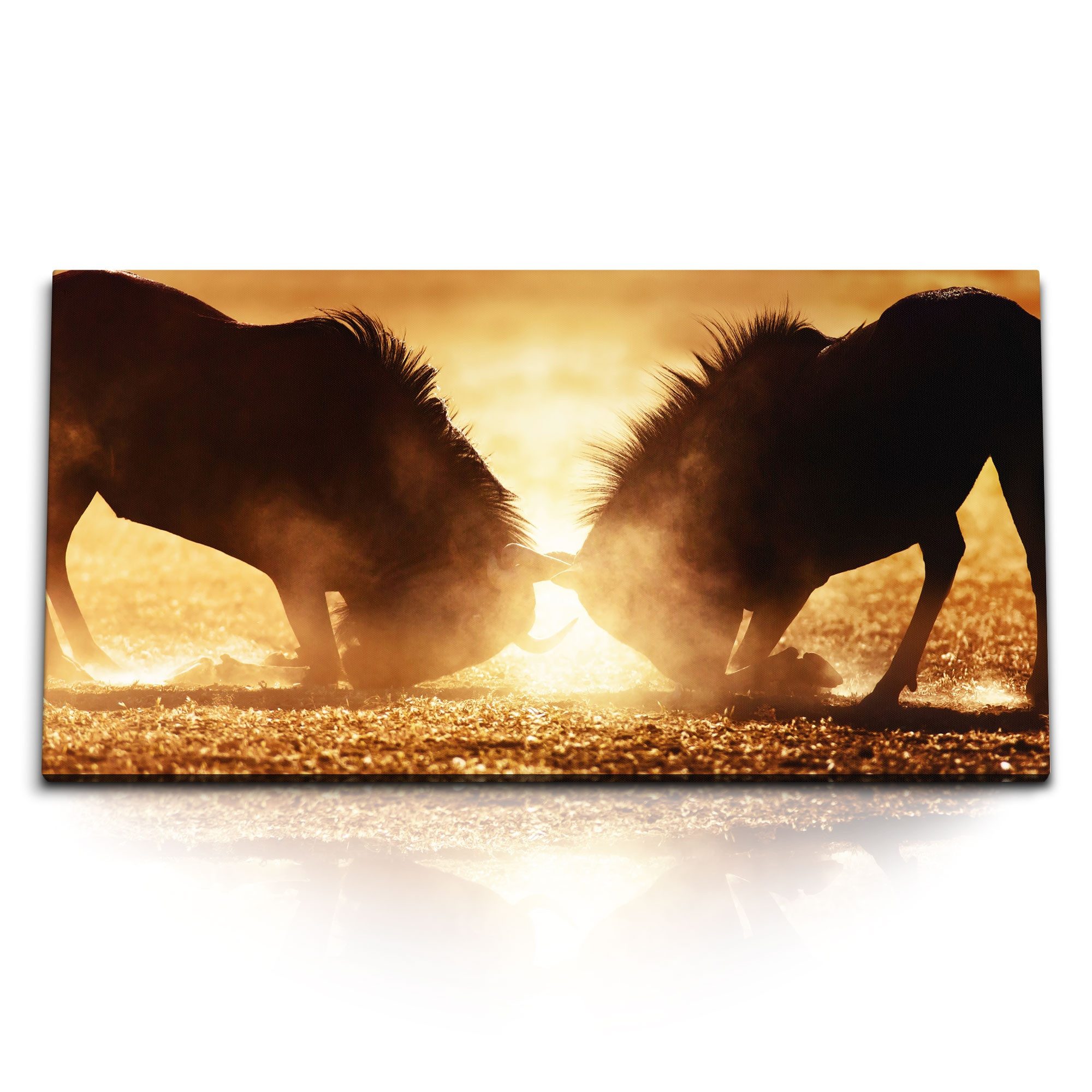 Leinwandbild Kunstdruck Bilder 120x60cm Afrika Wildnis Gnus Bullenkampf Tierfotogra