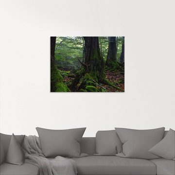 Artland Glasbild Alte Bäume am Kraterrand, Wald (1 St), in verschiedenen Größen