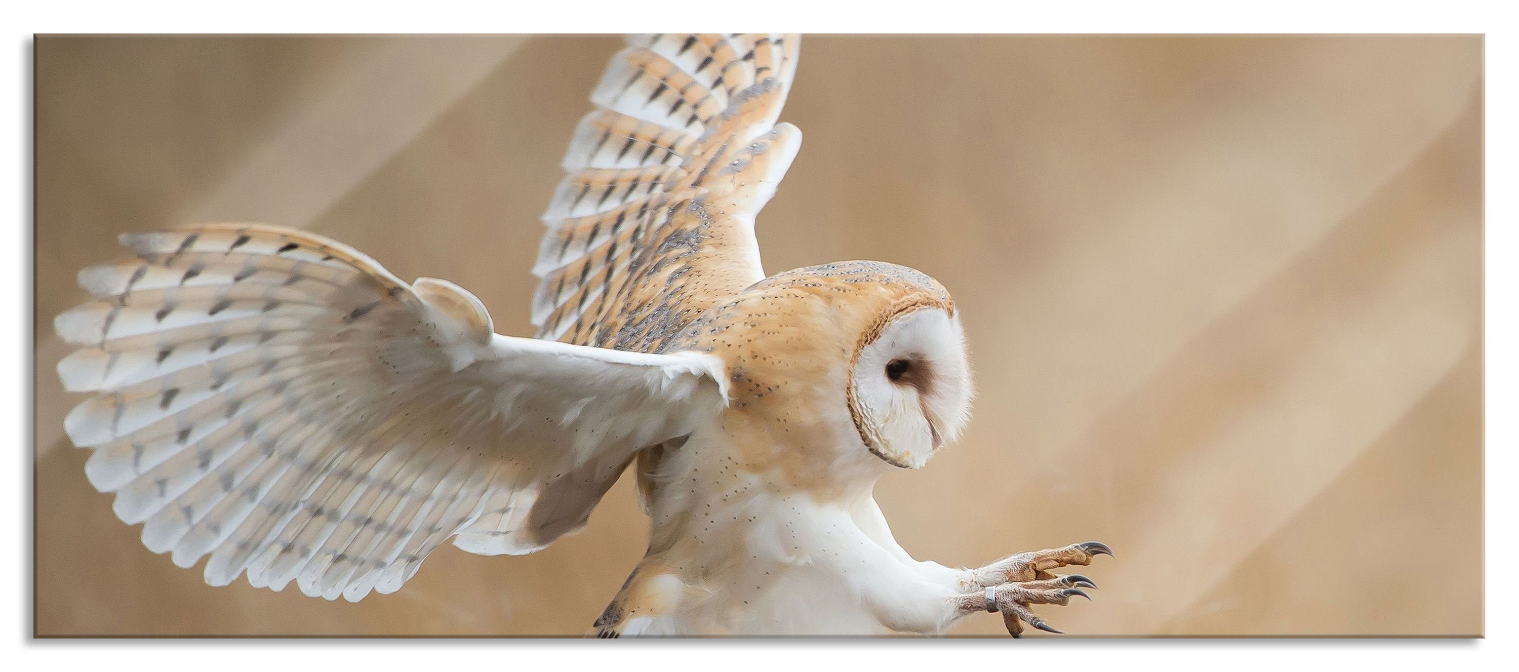 Pixxprint Glasbild Fliegende Weiße Eule bei der Jagd, Fliegende Weiße Eule bei der Jagd (1 St), Glasbild aus Echtglas, inkl. Aufhängungen und Abstandshalter