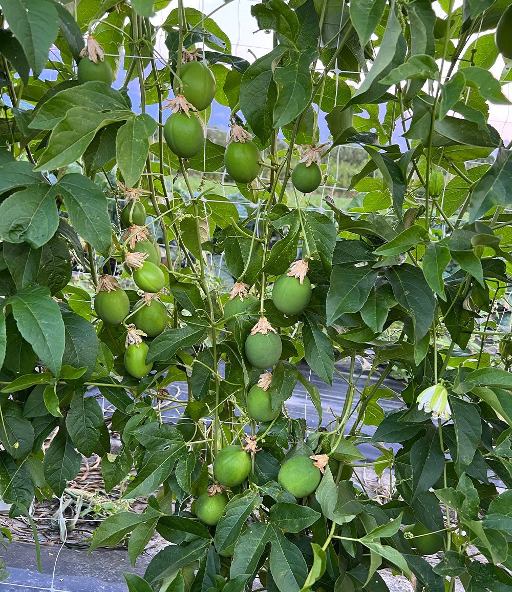 BALDUR Garten Obstpflanze Winterharte Passionsblume Cooltropics® 'Eia Popeia®', 1 St., Blütenpracht, essbar,winterhart, mehrjährig, pflegeleicht – Bild 3 von 3