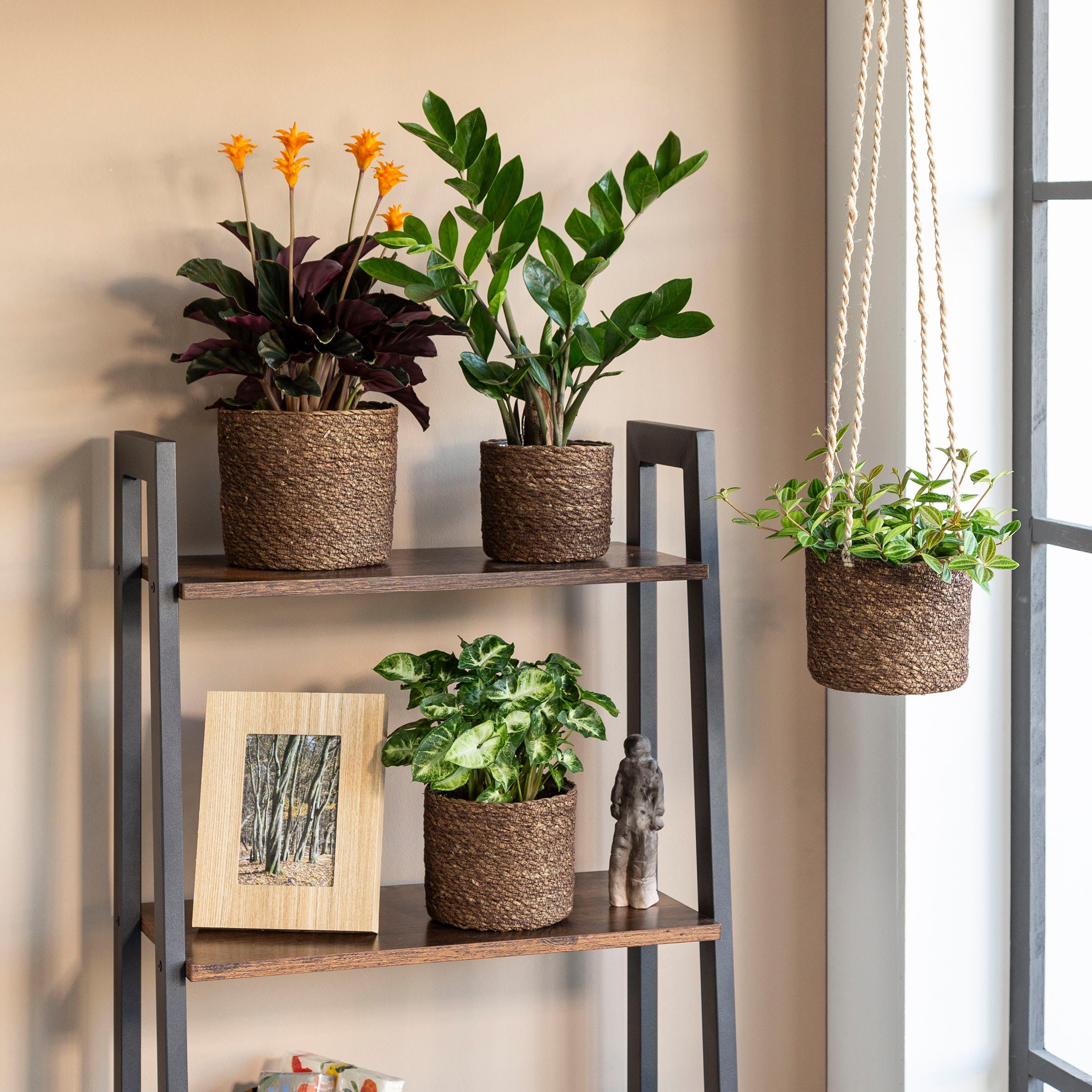 Scheurich Blumentopf brown 22/508