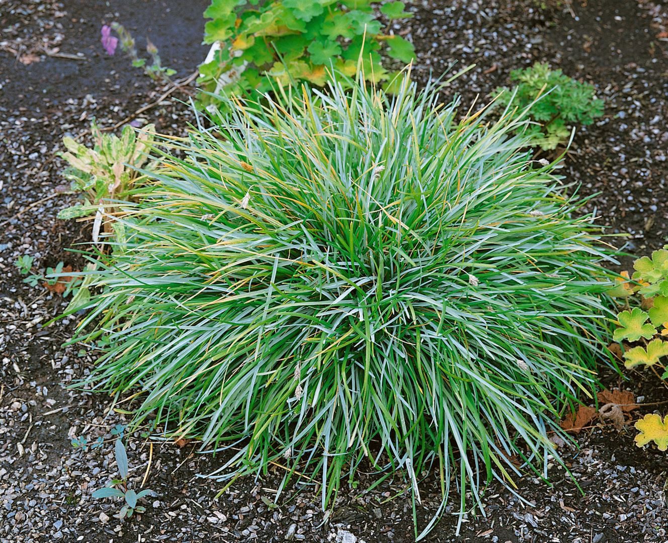 Pflanzen für Dich Gräser Sesleria caerulea, 1 St., Blaugras, Kalk-Blaugras, Moor-Blaugras, blaugrün, frühblühend