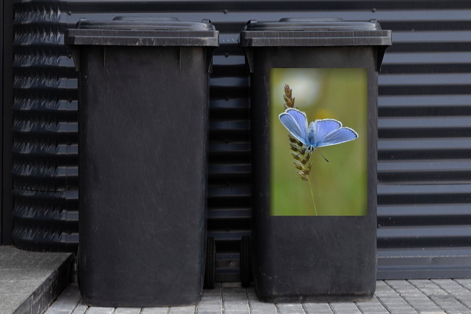 Container, blau Wandsticker St), Getreidehalm einem Mülltonne, Mülleimer-aufkleber, (1 auf Schmetterling Sticker, MuchoWow Abfalbehälter Ikarus