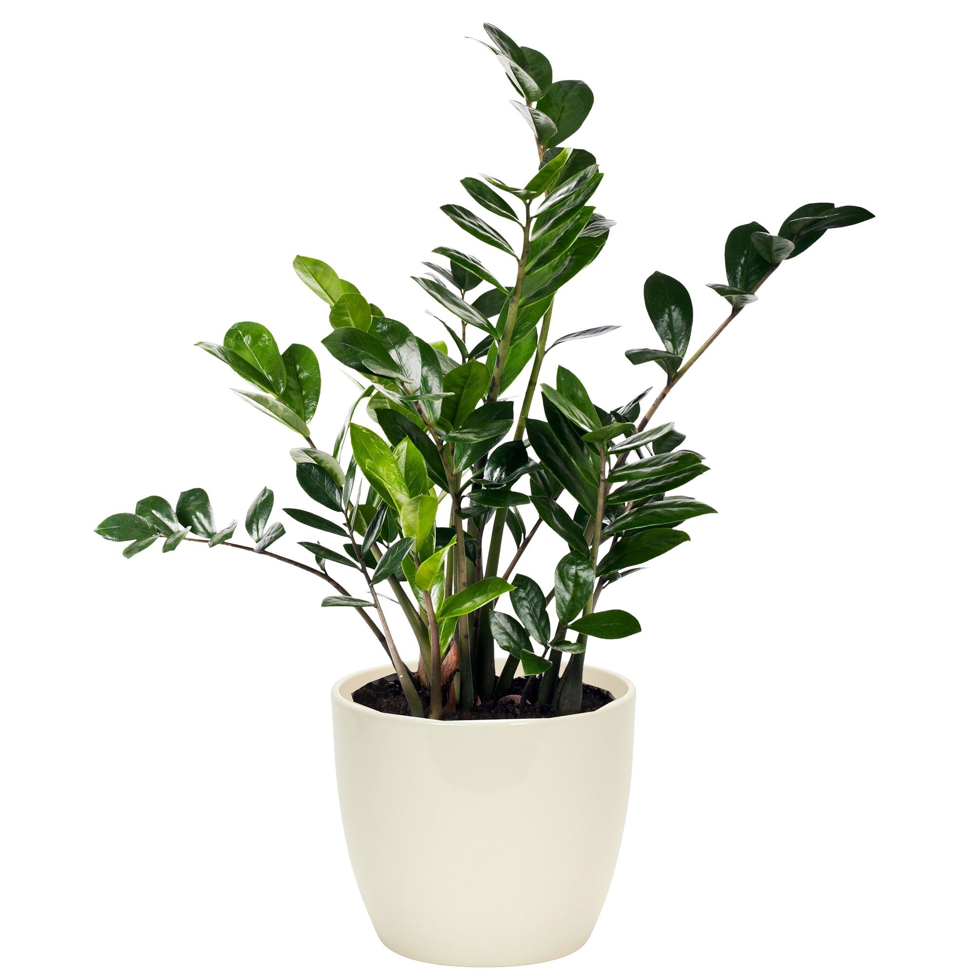 Annastore Übertopf Blumenübertopf "AVA" aus Keramik günstig online kaufen