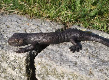 Bronzeskulpturen Skulptur Bronzefigur Salamander aus Bronze