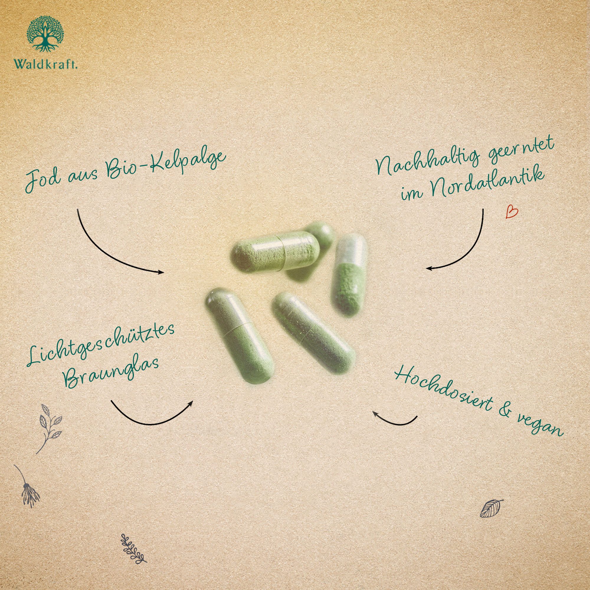 Waldkraft. Erdling BIO Kelpalgen-Jod Kapseln, Hochdosiert mit 478,5 µg Jod – Bio-zertifiziert & Vegan à 120 St., 78 g