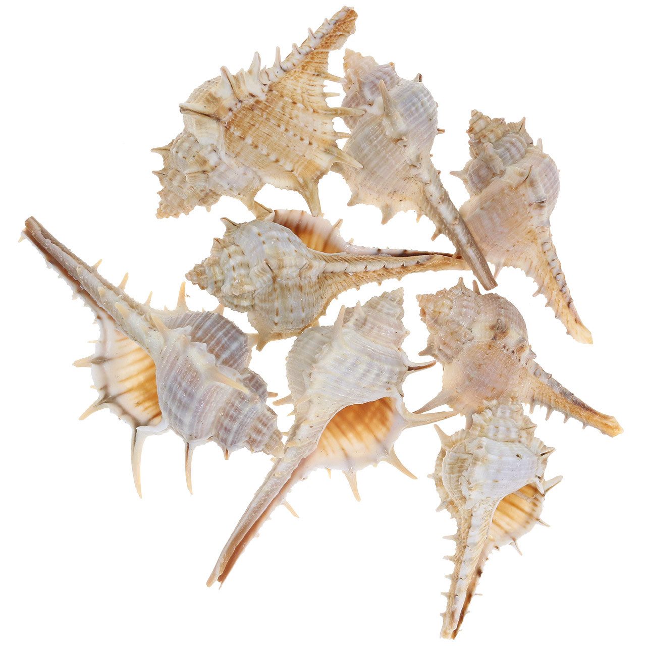 Viana Bastelnaturmaterial Stachelschnecke muscheln Deko 1kg günstig online kaufen