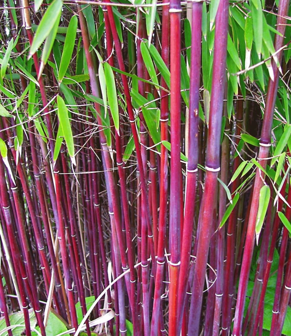 BALDUR Garten Bambus Roter Bambus 'Chinese Wonder', 1 St., Schwarzrohrbambus, immergrün,winterhart, schnell wachsend