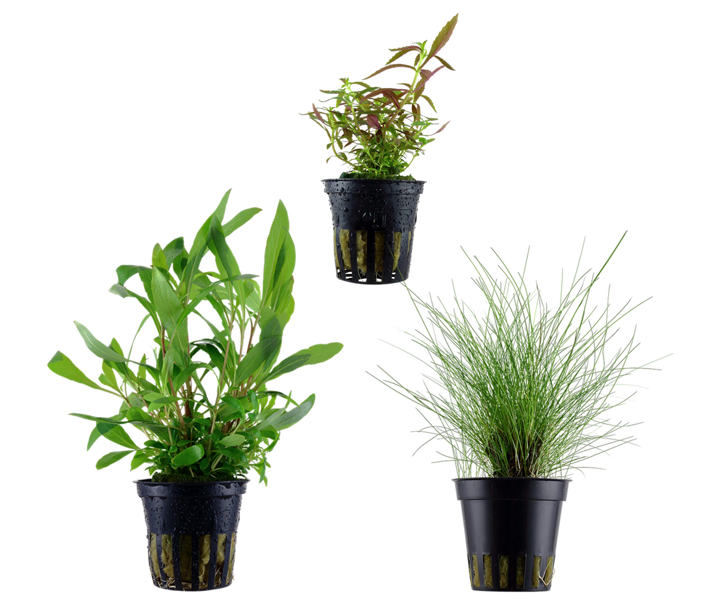 Dehner Wasserpflanze Aquarienpflanzen Set, 3-teilig, Einsteiger 234, je ca. 3-15 cm, robuste Wasserpflanzen für Süßwasser Aquarien