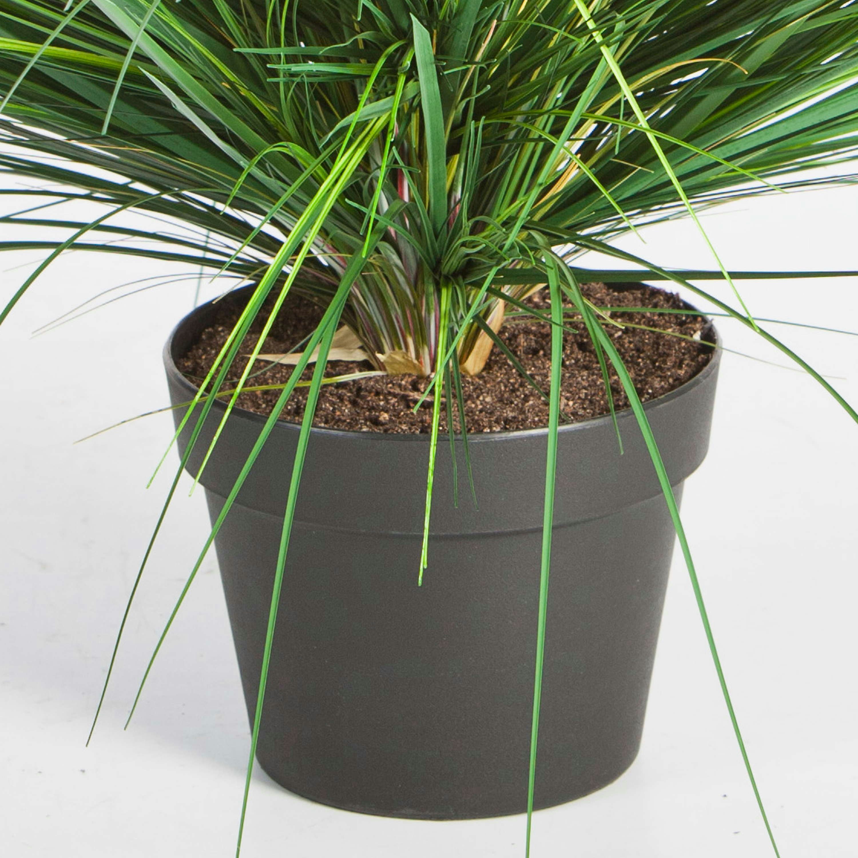 Kunstgras Künstliches Dünengras im Topf, grün, 50cm - Kunstgras Strandhafer, artplants, Höhe 50.0 cm