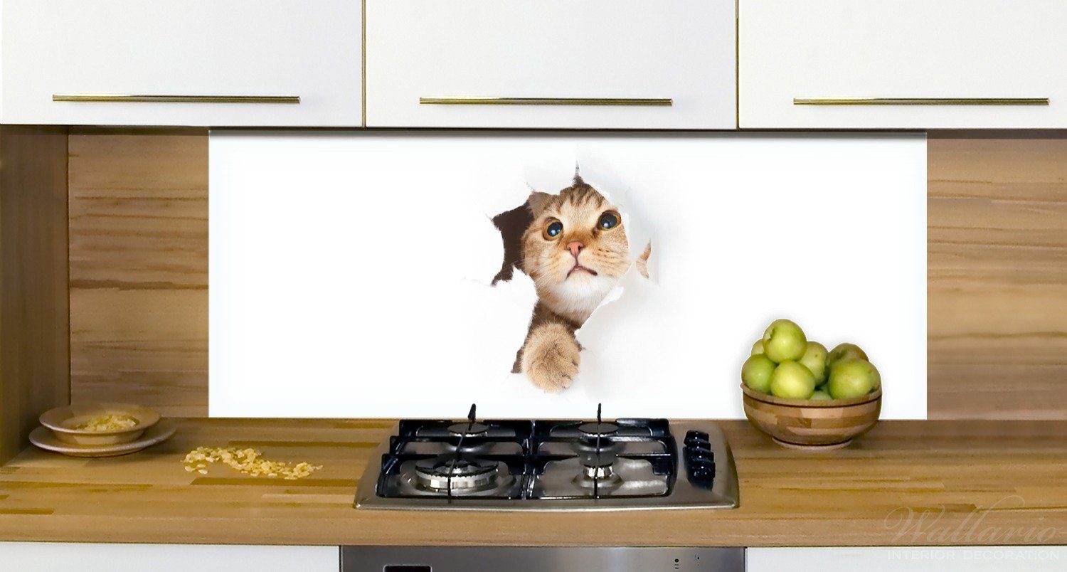 Wallario Küchenrückwand Katze Blick oben, mit (1-tlg) nach