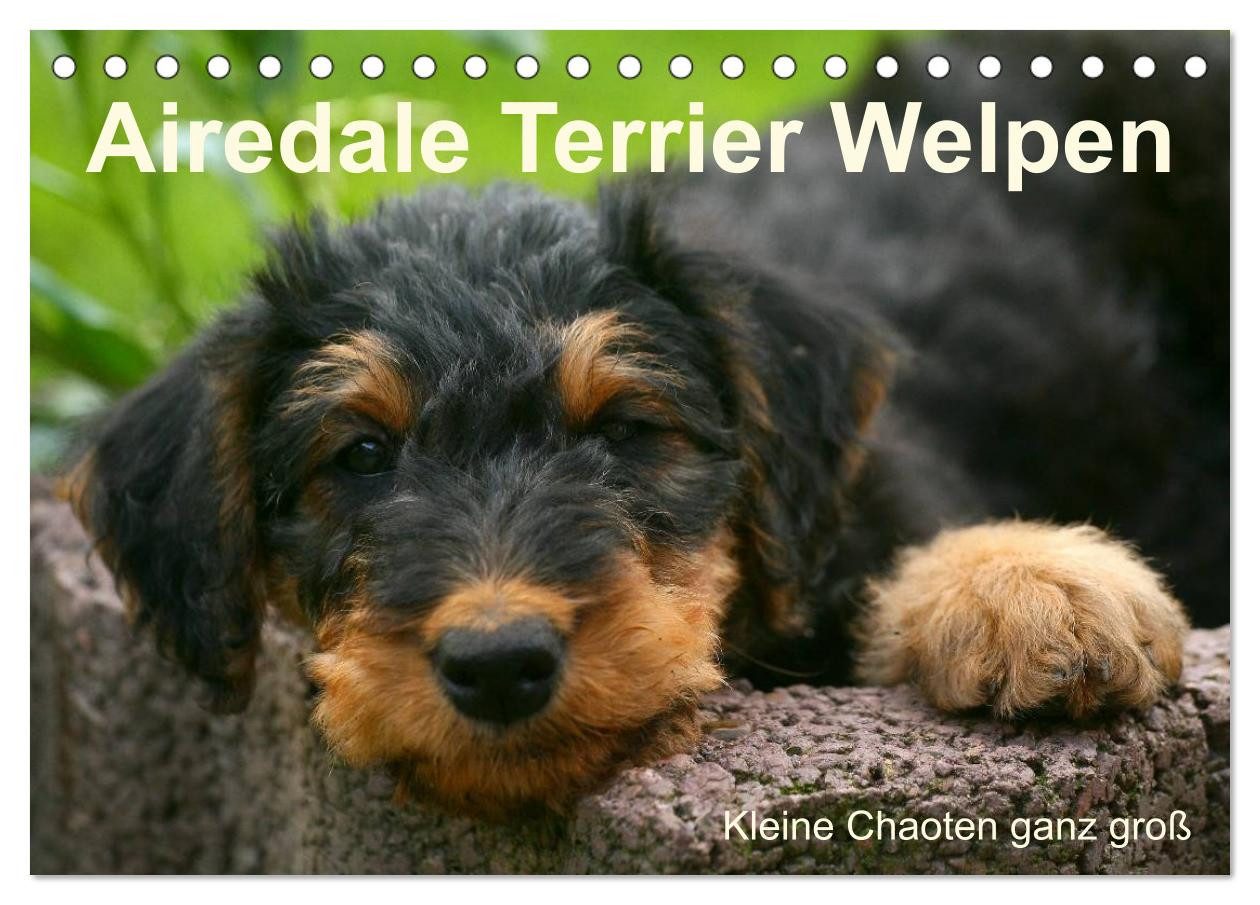 CALVENDO Wandkalender Airedale Terrier Welpen (Tischkalender 2027 DIN A5 quer), CALVENDO Mon