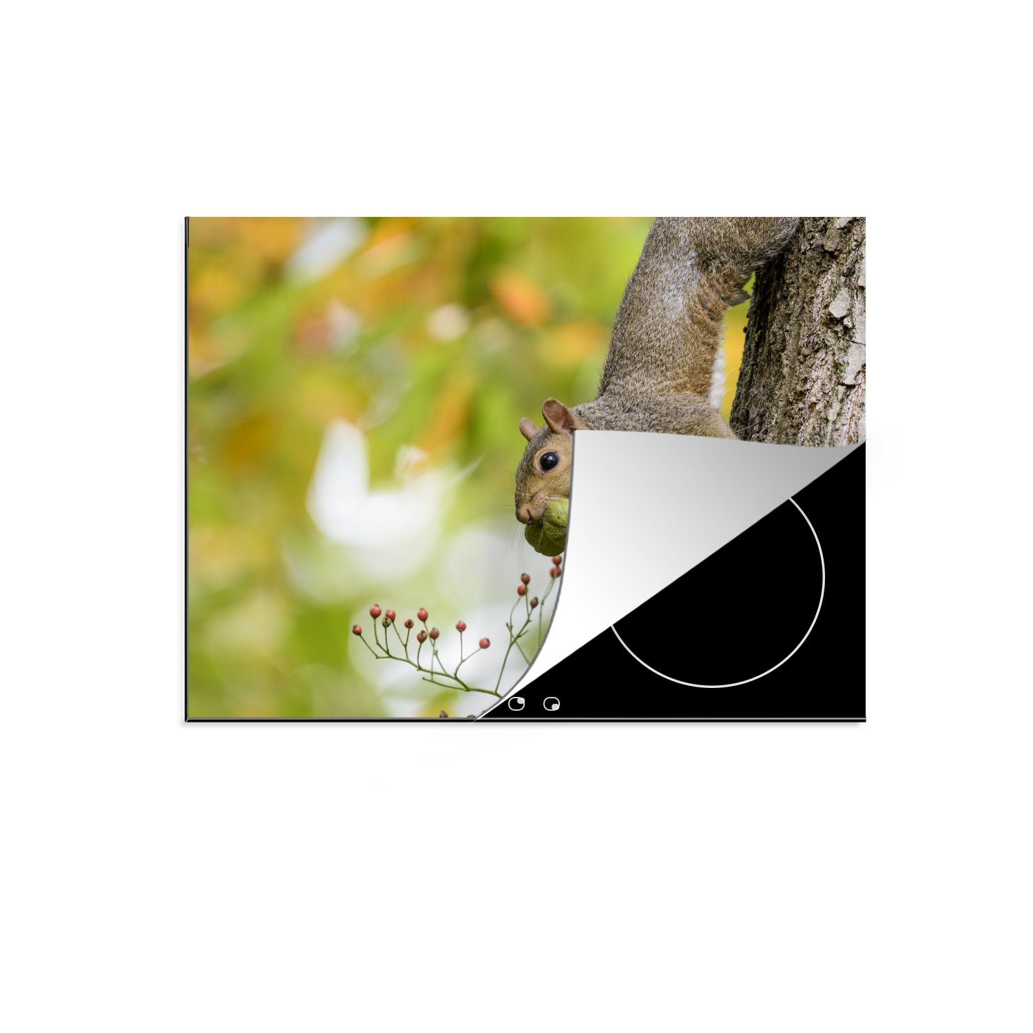 MuchoWow Herdblende-/Abdeckplatte Eichhörnchen - Arbeitsfläche cm, - Beere Mobile Baum (1 - Vinyl, tlg), nutzbar, Herbst, Ceranfeldabdeckung 70x52