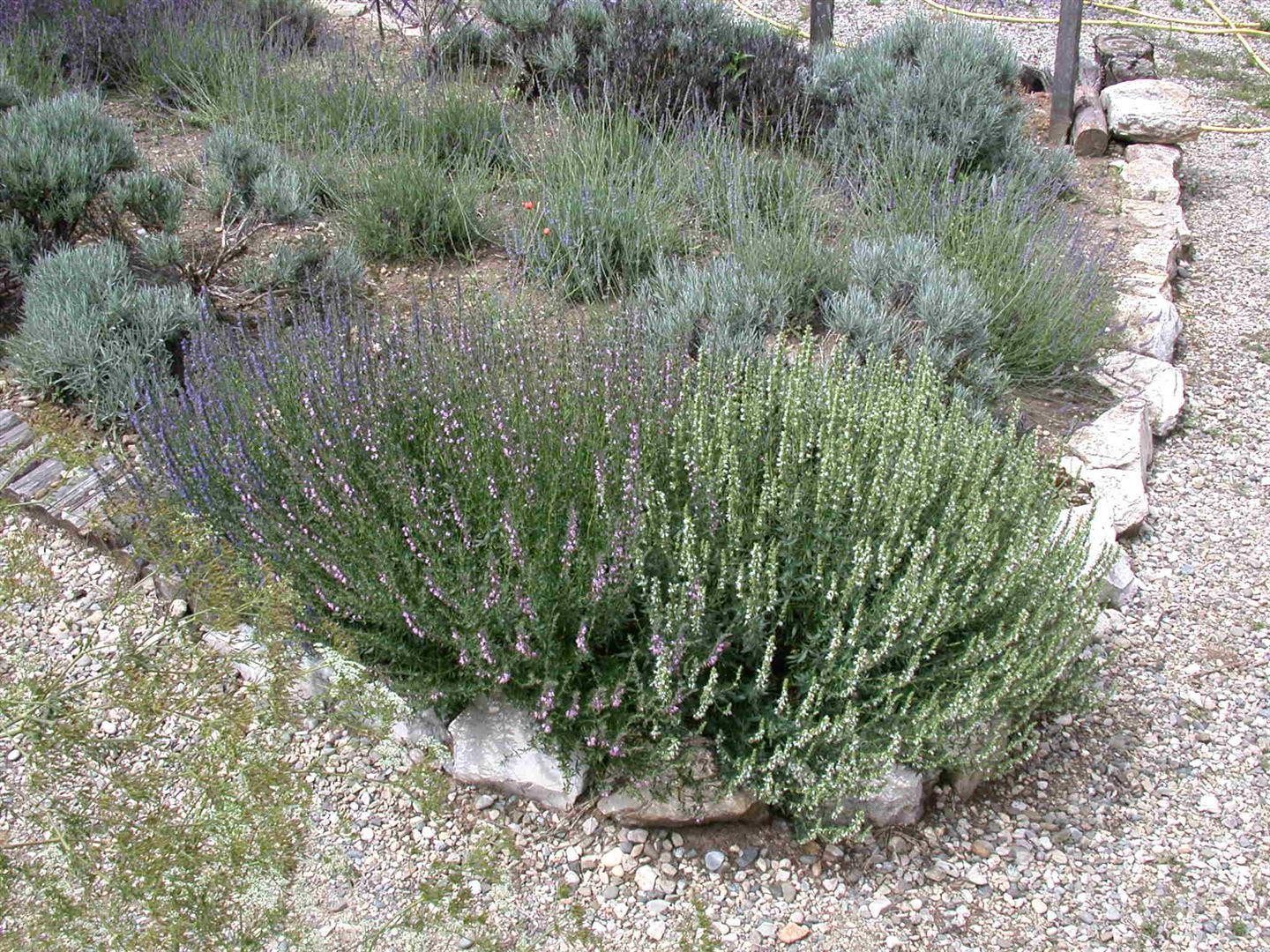 Pflanzen für Dich Staude Lavandula intermedia Grappenhall, 1 St., Lavendel, Lavandin