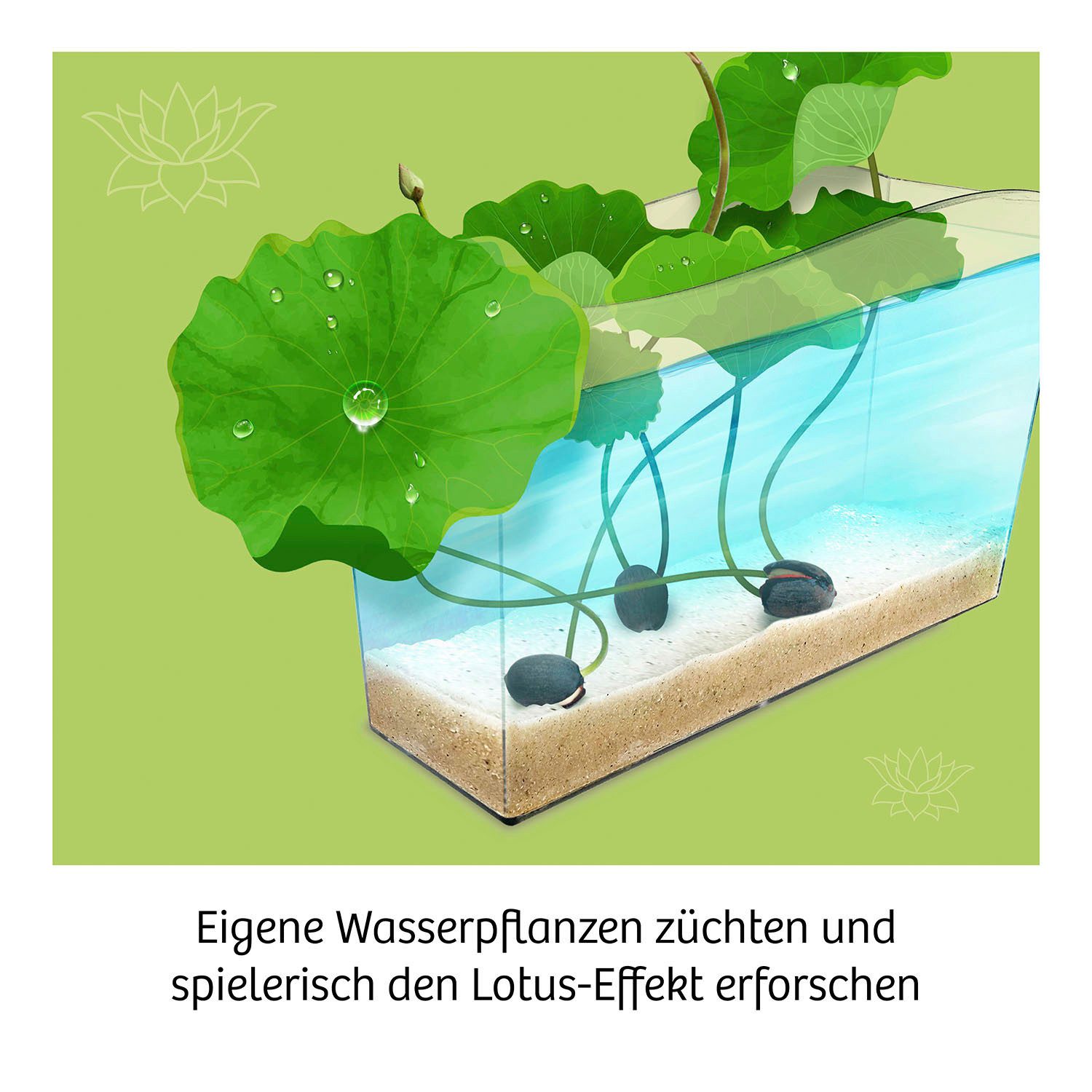 Kosmos Experimentierkasten Lotusblume, Made in Germany