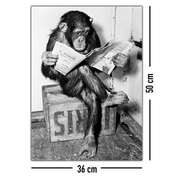 Close Up Poster Schimpanse liest Zeitung Chimpanzee reading newspaper 36 x