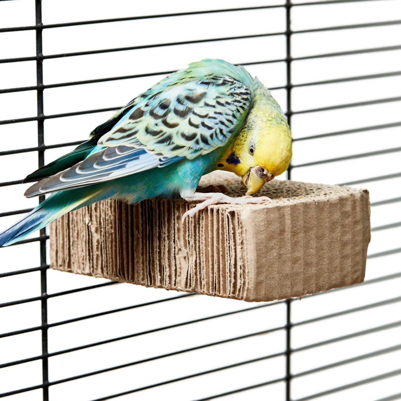 Happy Bird Vogelspielplatz Vogelsitzbrett aus Pappe, Vogel Sitzbrett zum schreddern, ca. 12 x 8 x 4cm