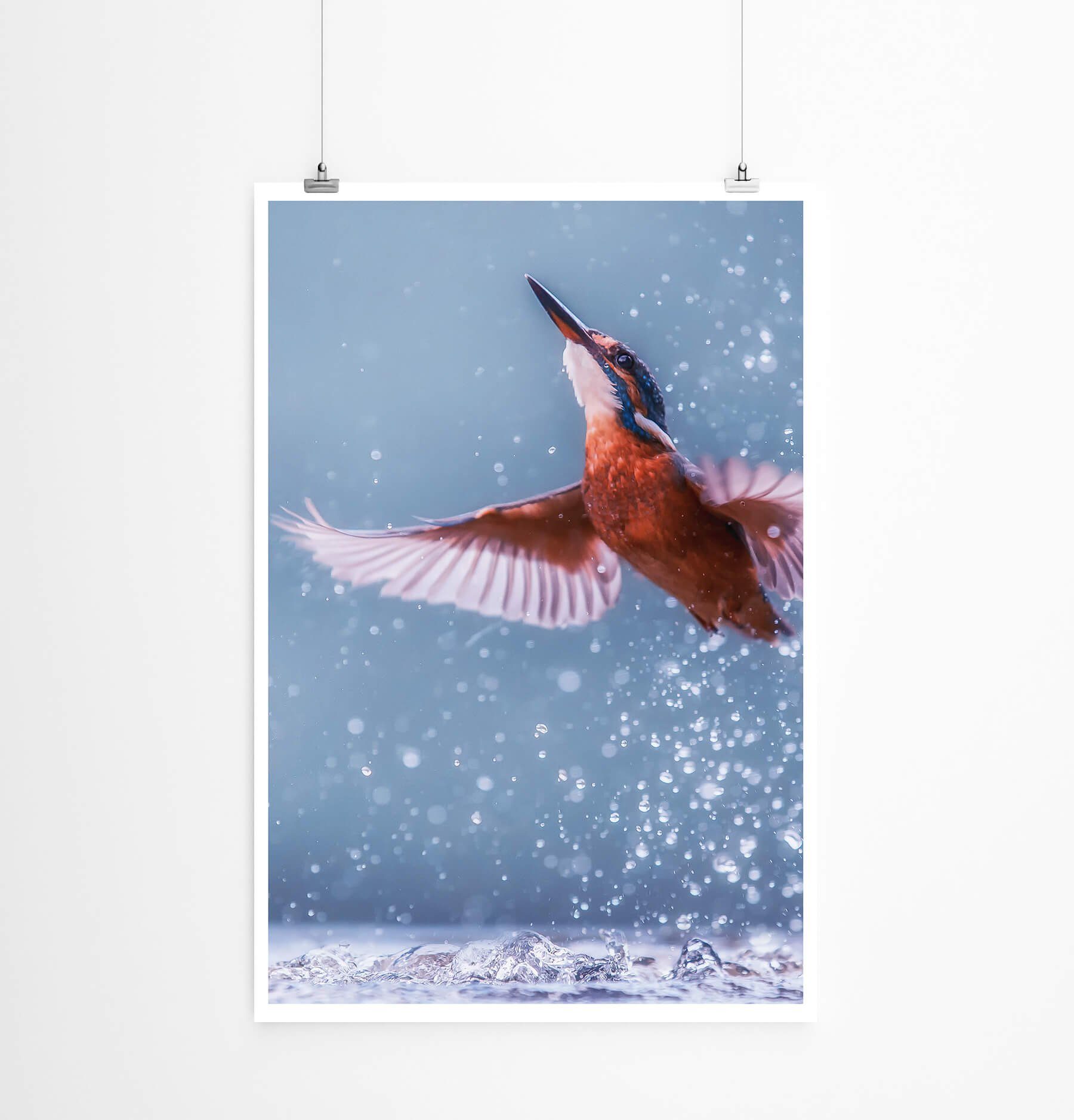 Sinus Art Плакат Tierfotografie  Eisvogel bei der Jagd 60x90cm Плакат