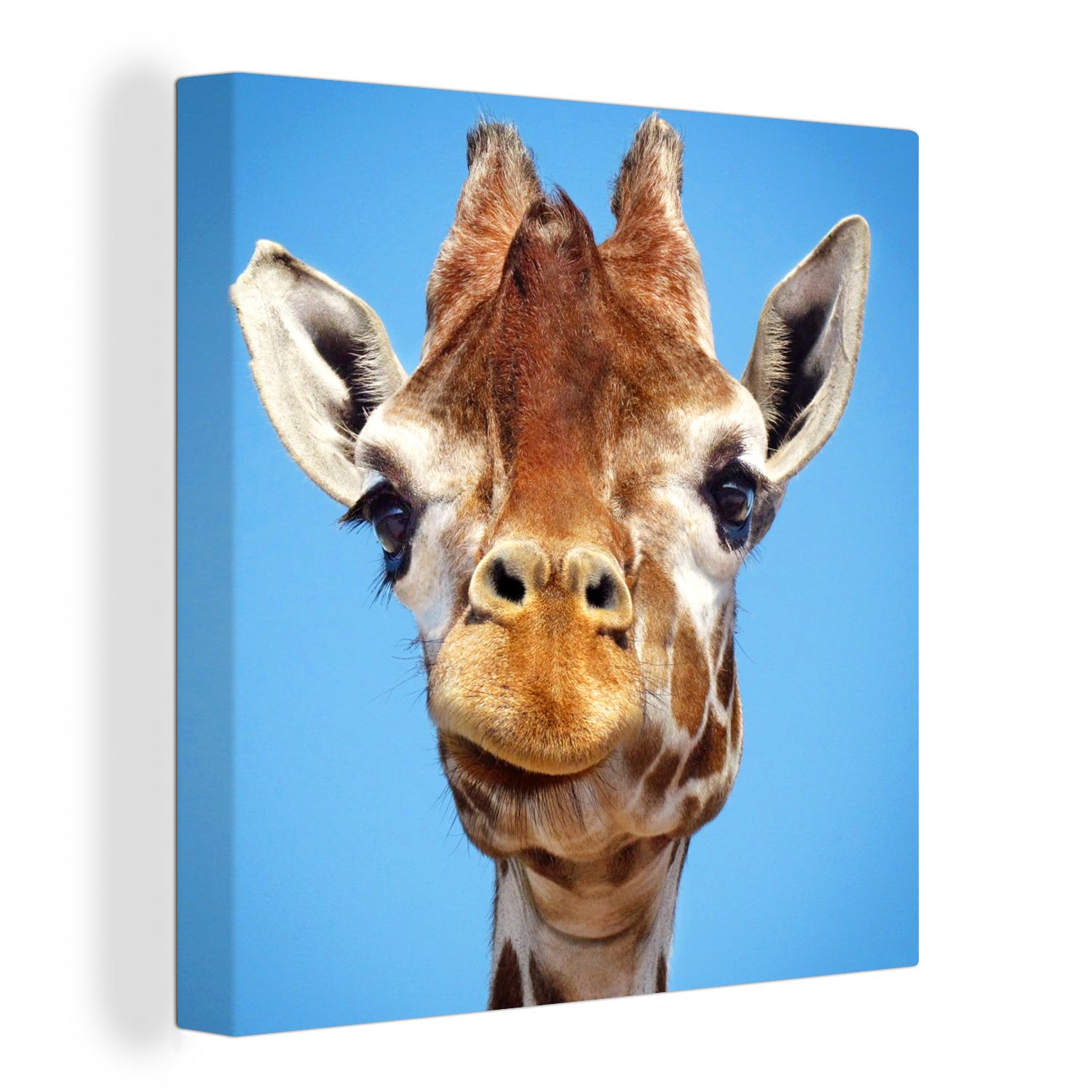 OneMillionCanvasses® Leinwandbild Giraffe - Tier - Luft, (1 St), Leinwand Bilder für Wohnzimmer Schlafzimmer
