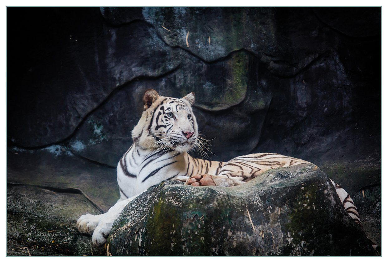 Wallario Tiger (1-tlg) einem Küchenrückwand Weißer Felsen, auf