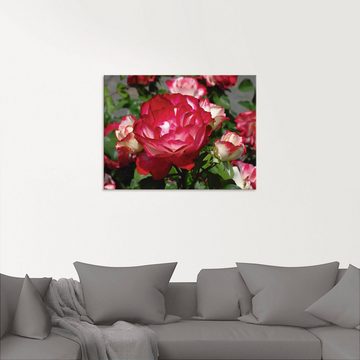 Artland Glasbild Rot weiße Rosenblüte, Blumen (1 St), in verschiedenen Größen