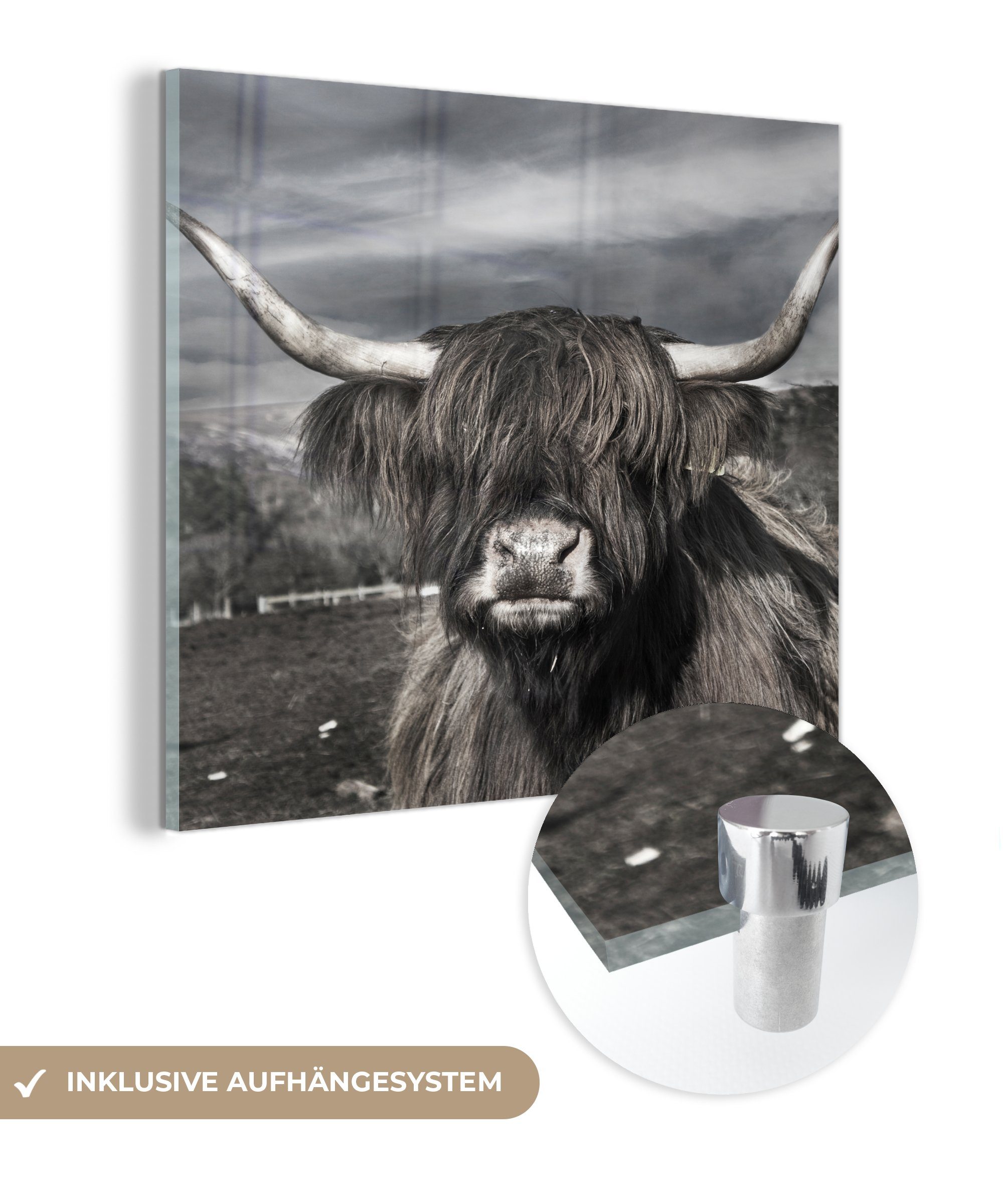MuchoWow Acrylglasbild Schottischer Hochländer - Porträt - Schwarz - Weiß - Tier - Wildnis -, (1 St), Glasbilder - Bilder auf Glas Wandbild - Foto auf Glas - Wanddekoration