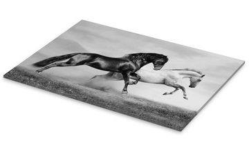 Posterlounge Acrylglasbild Editors Choice, Pferde Schwarz/Weiß, Wohnzimmer Fotografie
