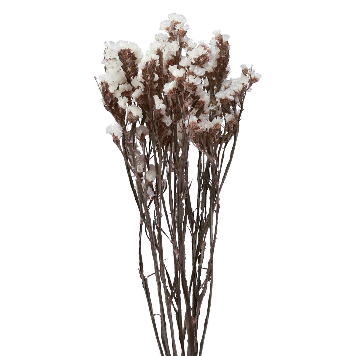 Trockenblume Strandflieder Weiß Limonium Trockenblumen 60cm 35g Dekoration, H. Andreas Belles fleurs, Höhe 1.0 cm